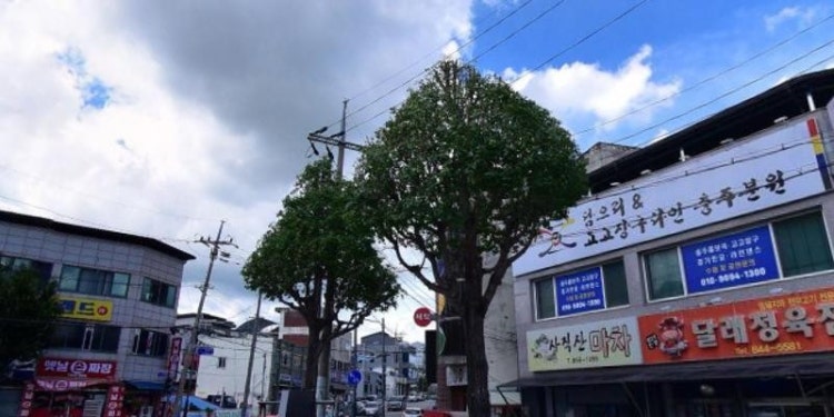담으리&고고장구라인 충주분원 학원 대표 이미지